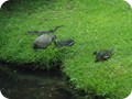 img_1750
South Carolina Golf Course Denizens