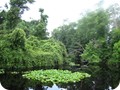img_1959
Typical Dismal Swamp flora